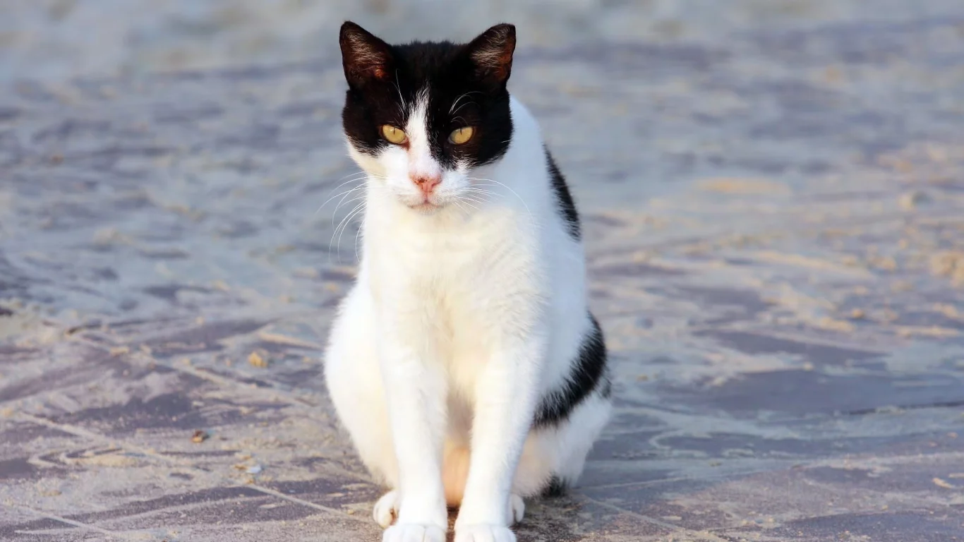 кот, бело-черная, сидит, кошка