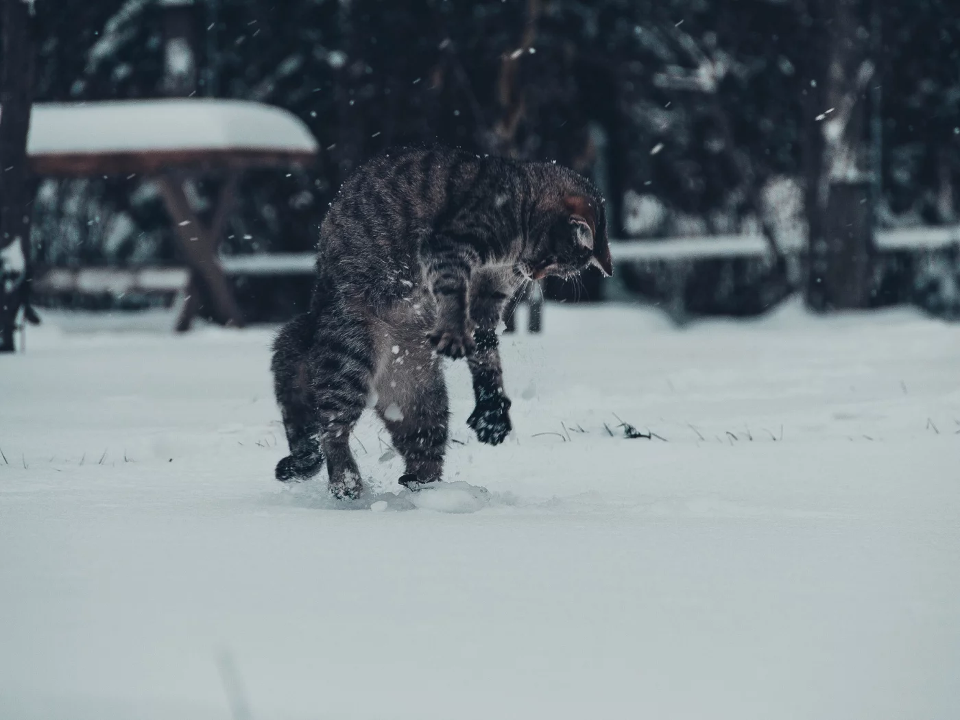 кот, игра