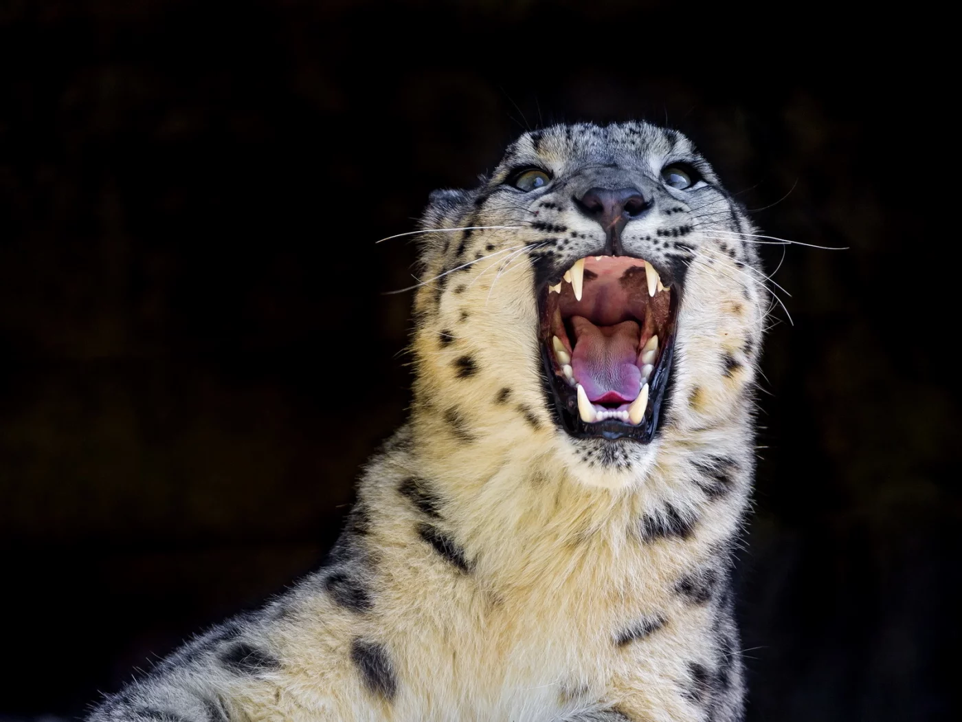 оскал, дикая кошка, snow leopard, снежный барс, ирбис, хищник
