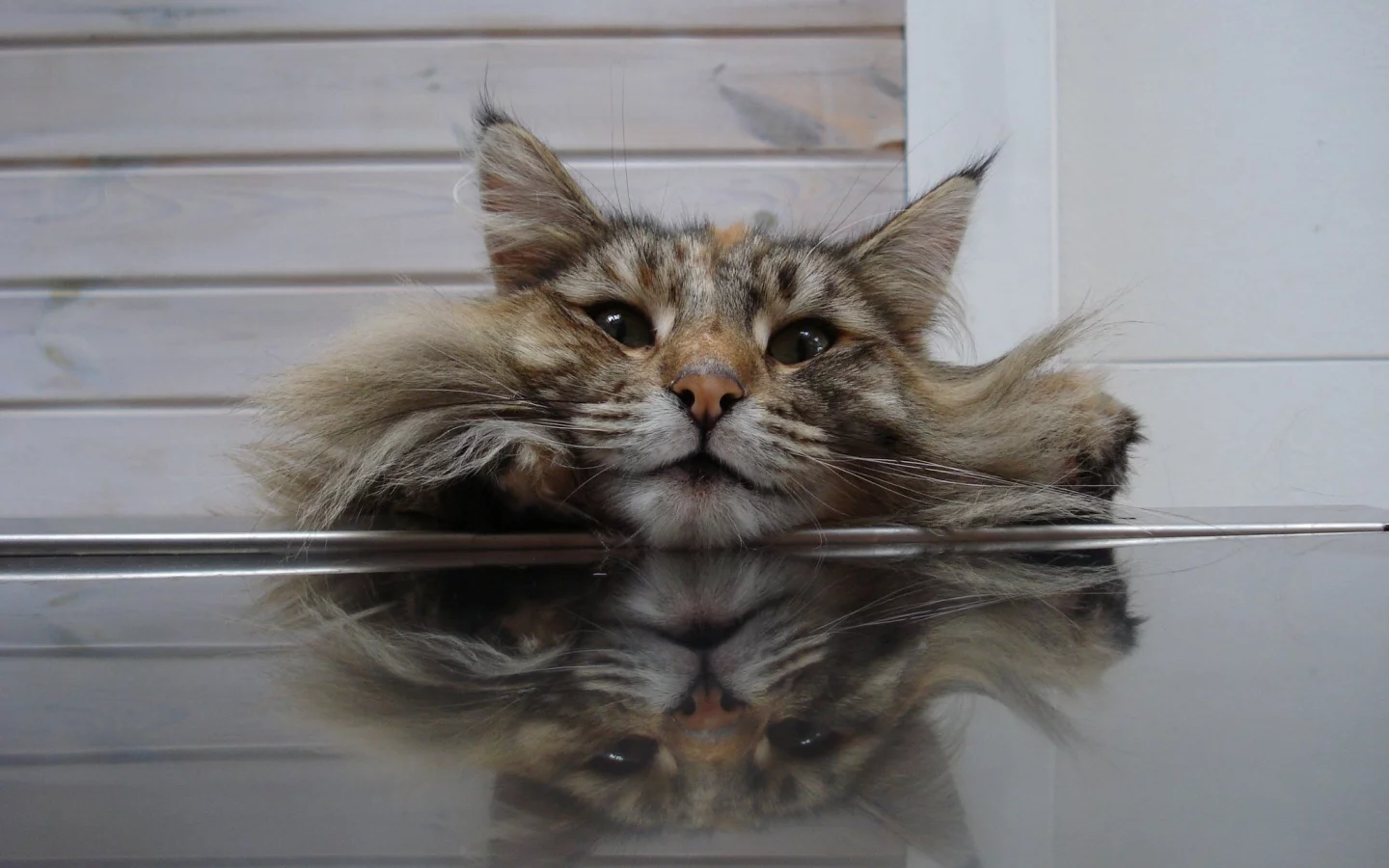 кот, ситуация, пушистик