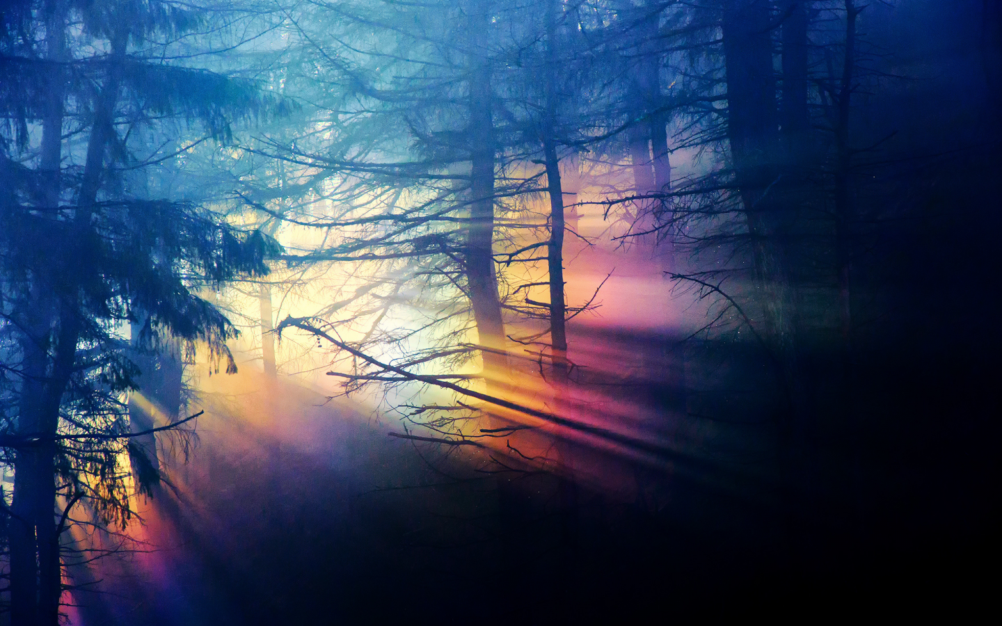 темнота, дремучий, лес, спектр, радуга, свет, природа