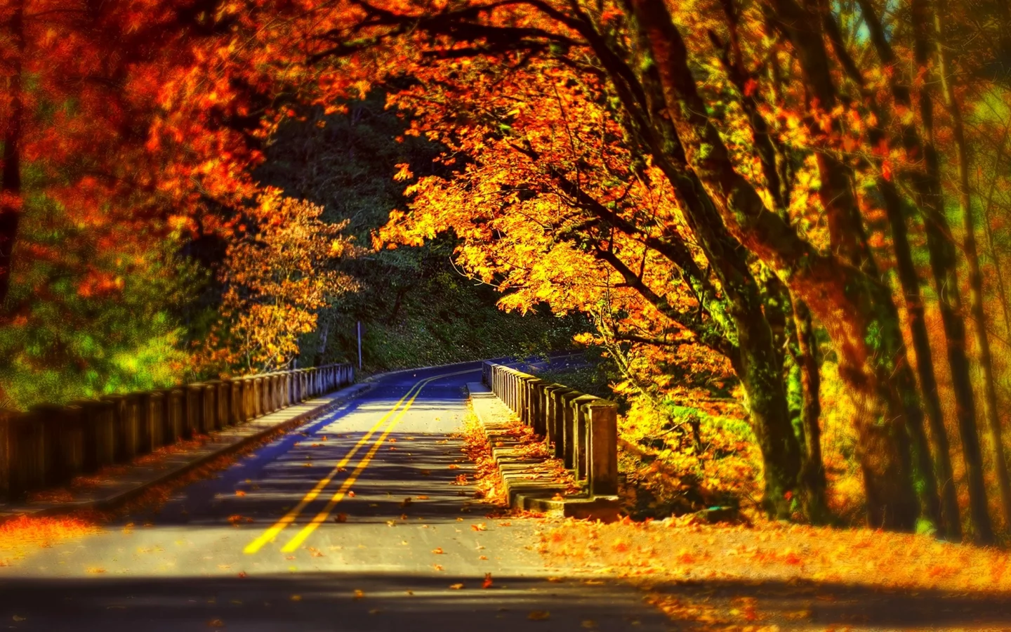 road, bridge, park, forest, fall, autumn, walk, colorful, trees, colors, path, leaves, nature