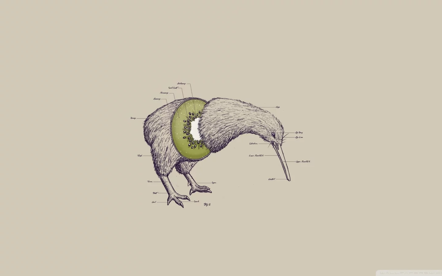 лапы, клюв, нет крыльев, kiwi, птица, голова, киви