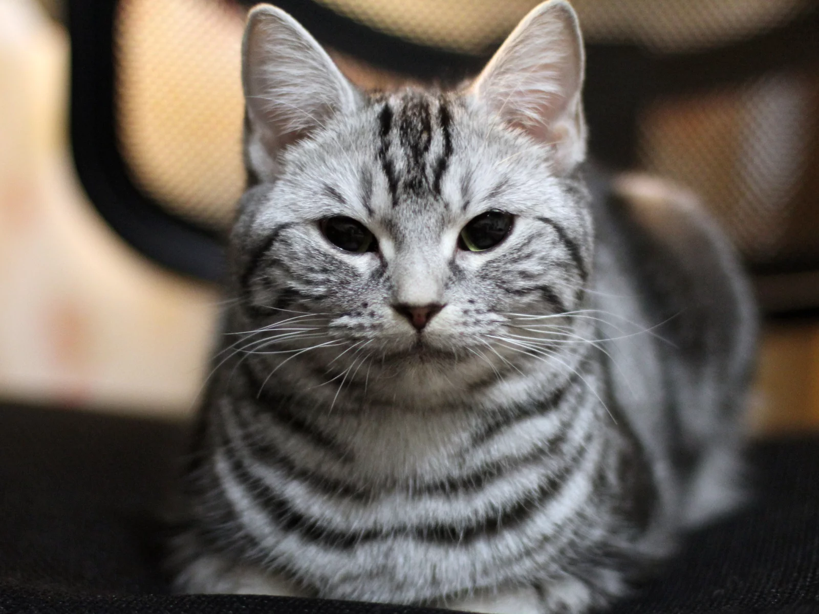 cat, play, cute