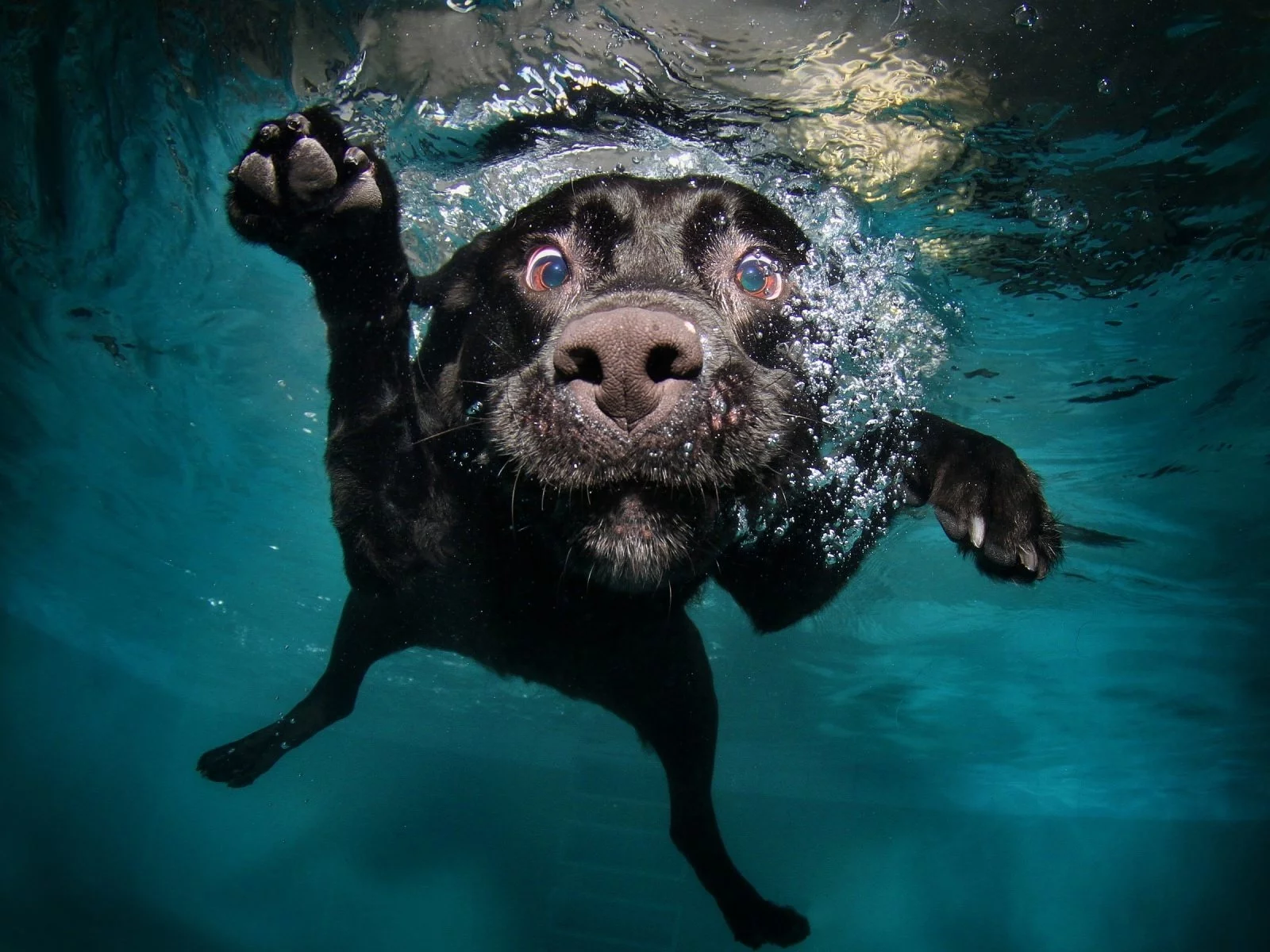 собака, вода
