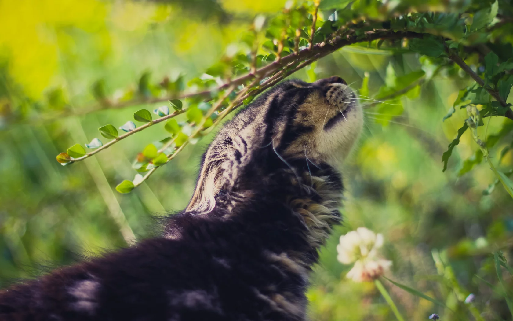кот, зелень