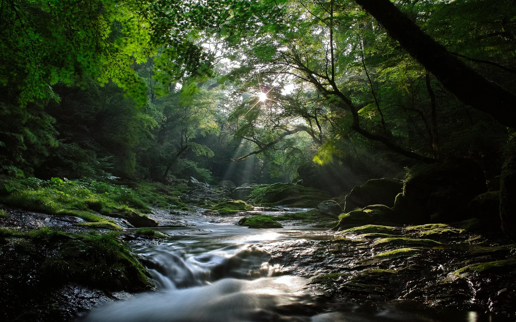 лес, река