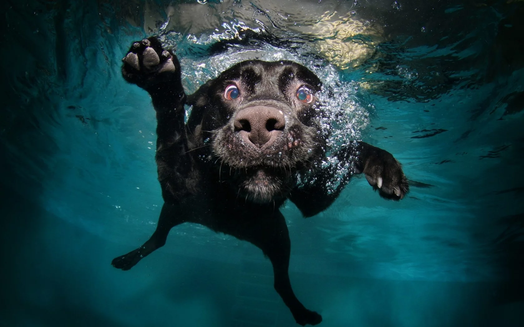 собака, вода
