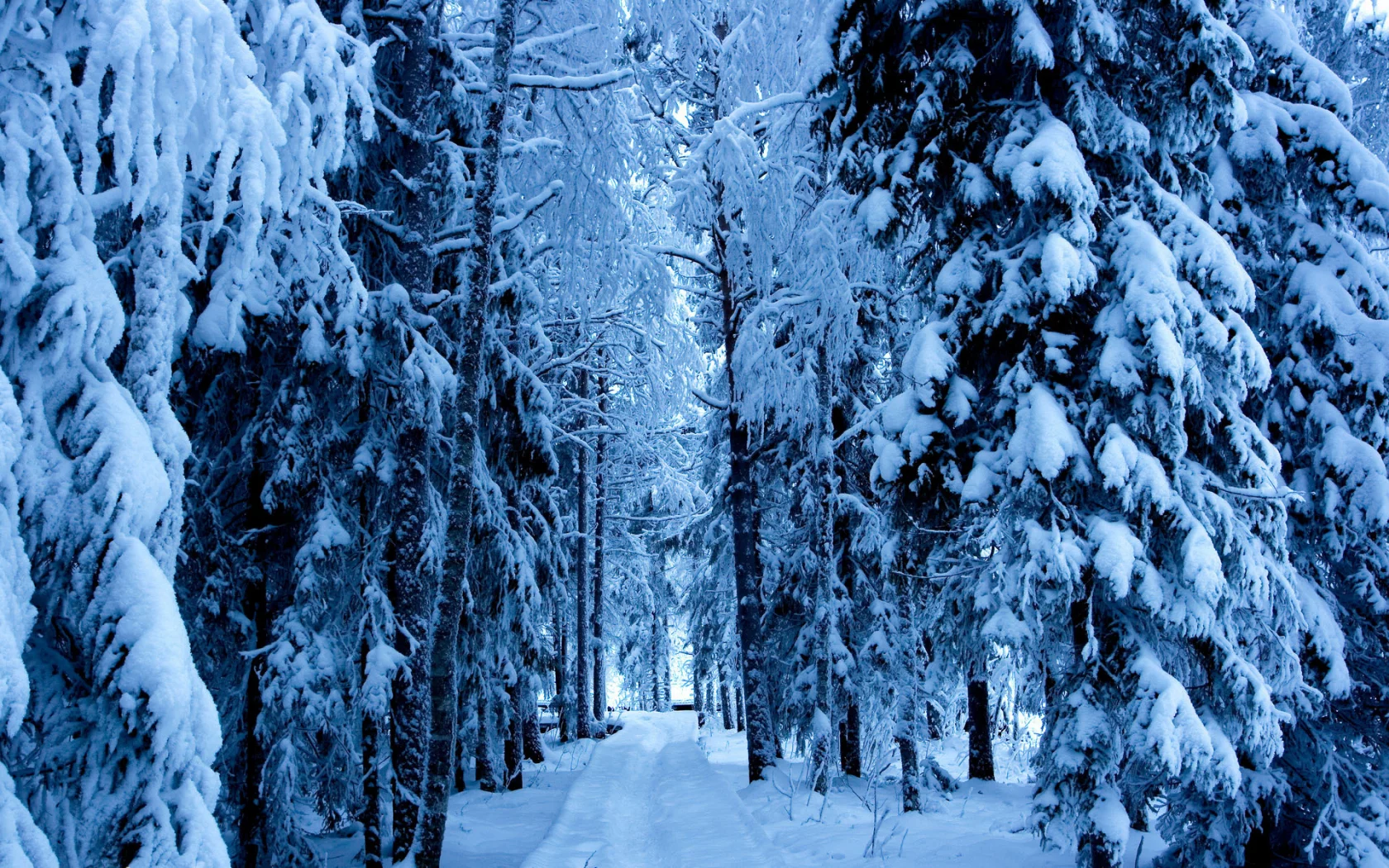 ели, зима, деревья, дорога, лес