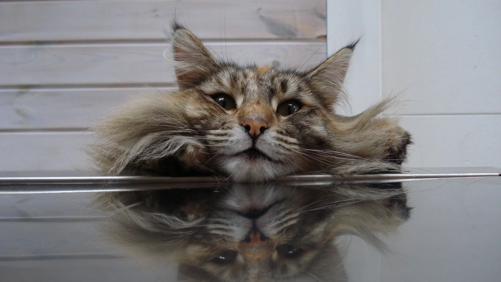 кот, ситуация, пушистик