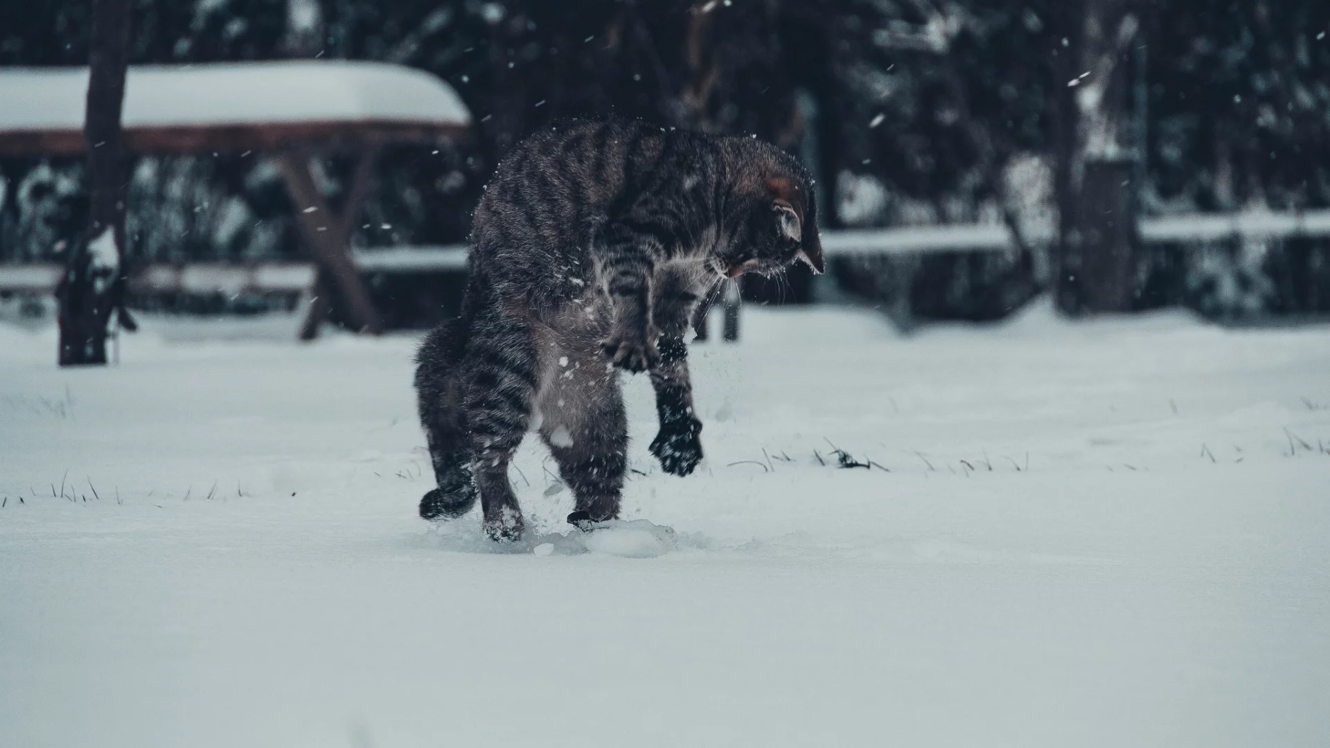 кот, игра