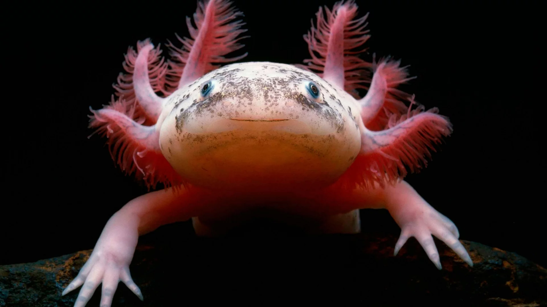Аксолотль, мексиканская саламандра, Axolotl