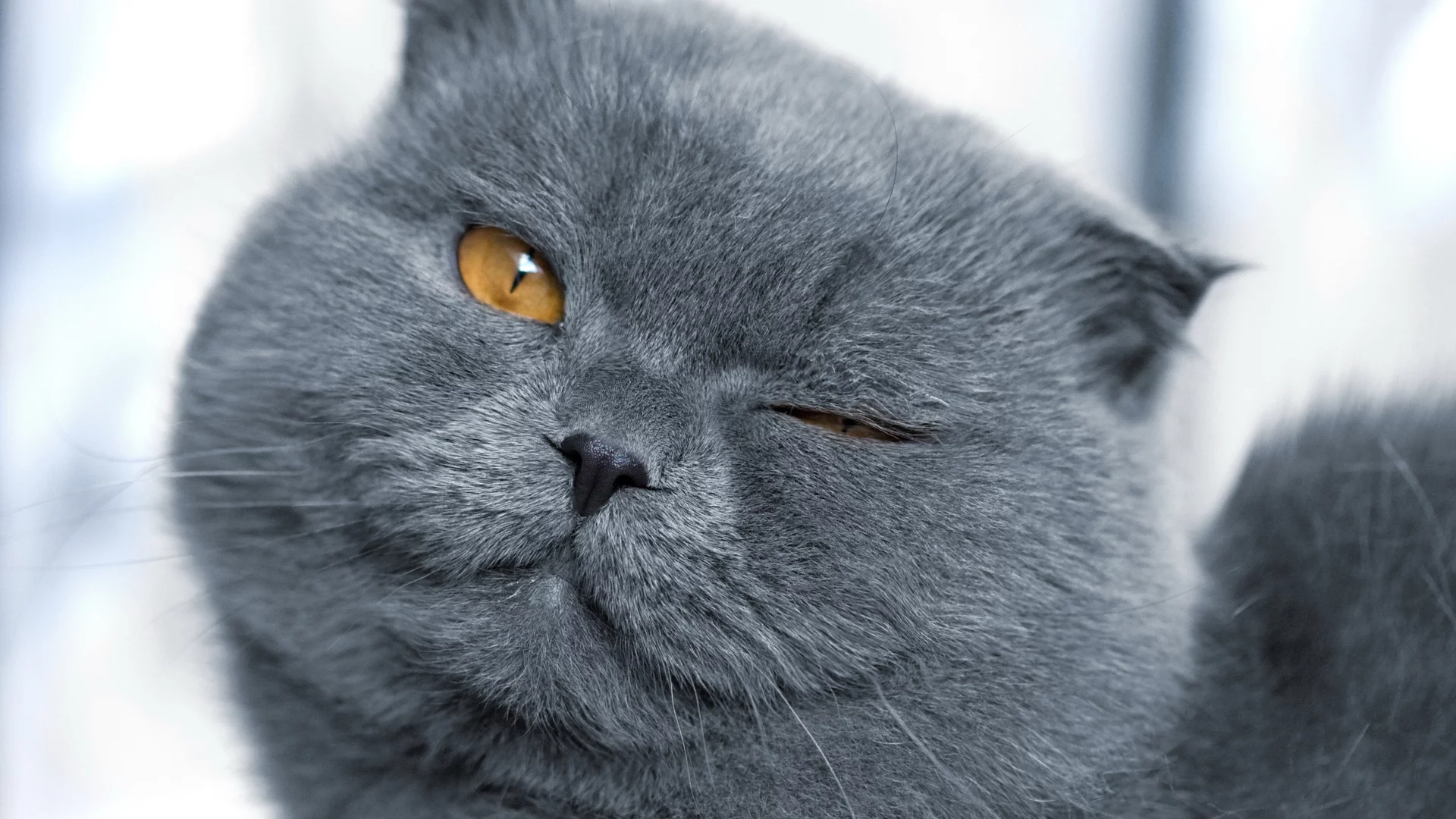 глаза, морда, кошка, шерсть, кот