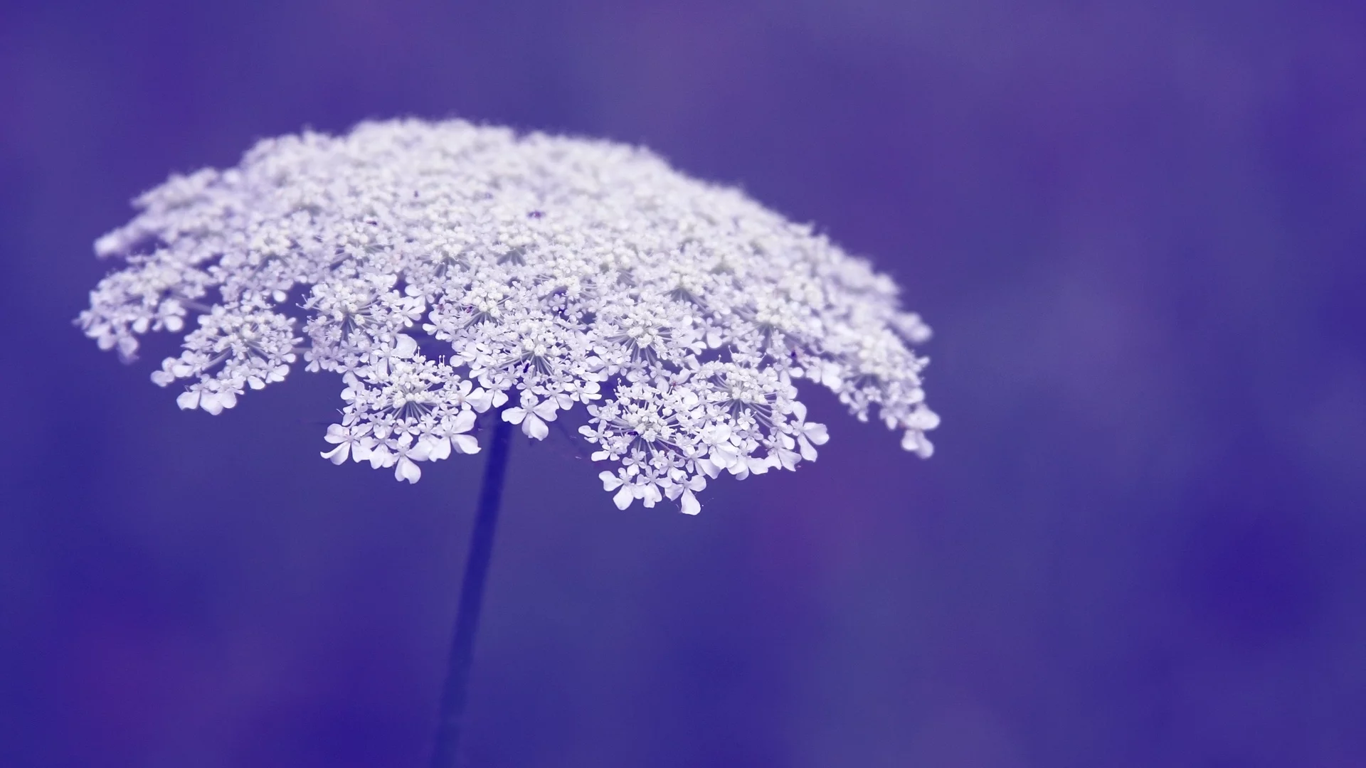 flower, фиолетовый, macro, цветы, фон, цветочки, макро, flowers