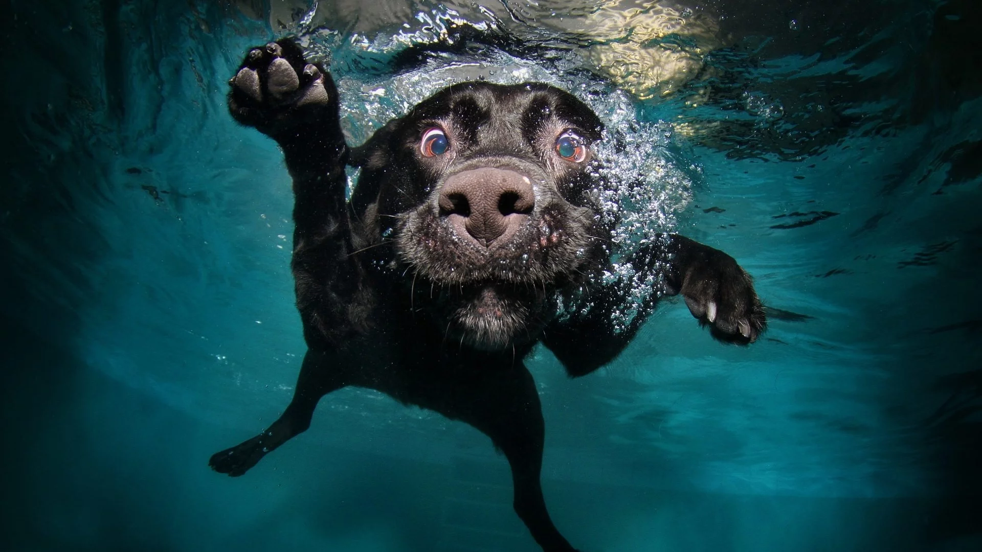 собака, вода