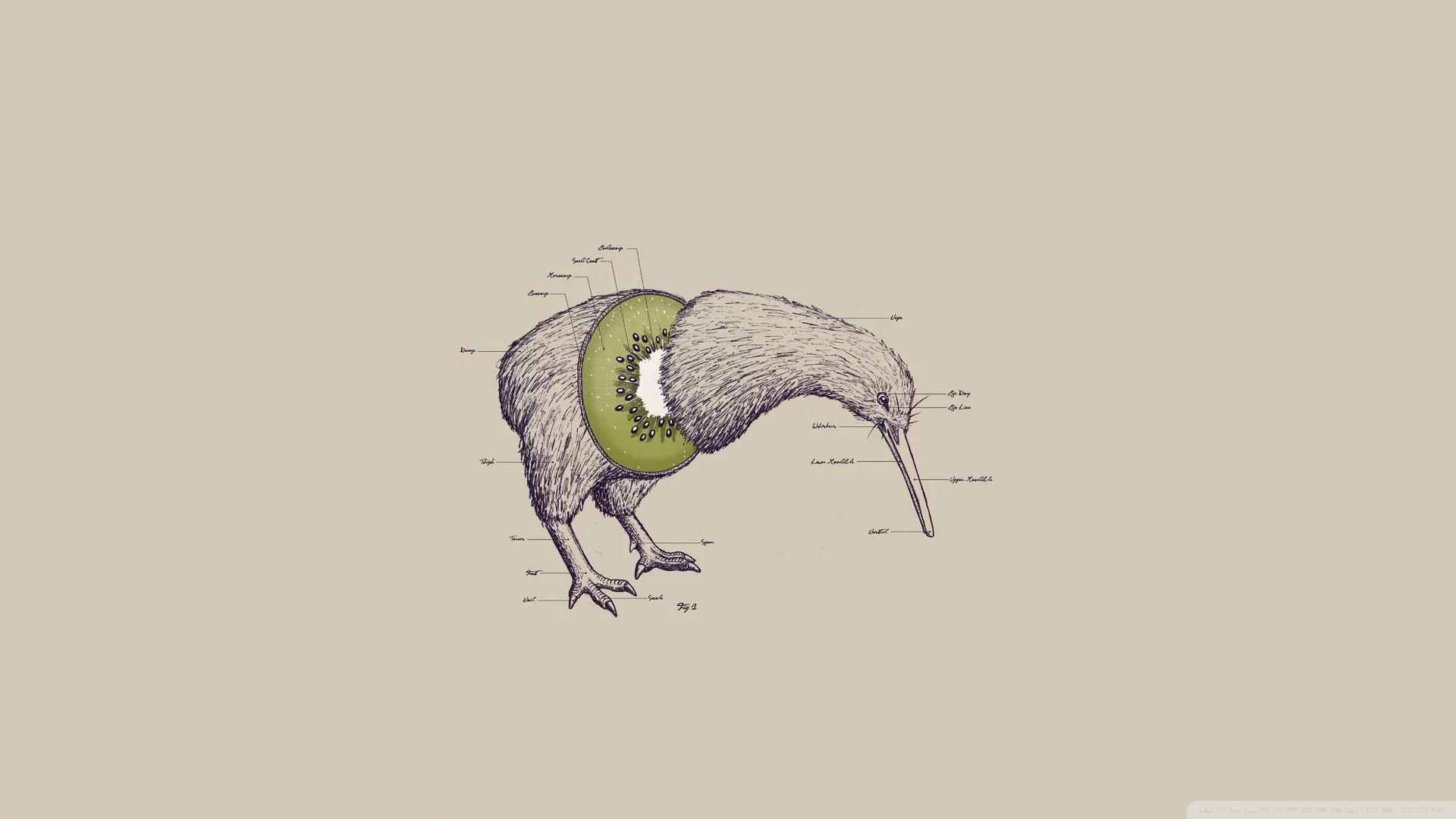 лапы, клюв, нет крыльев, kiwi, птица, голова, киви