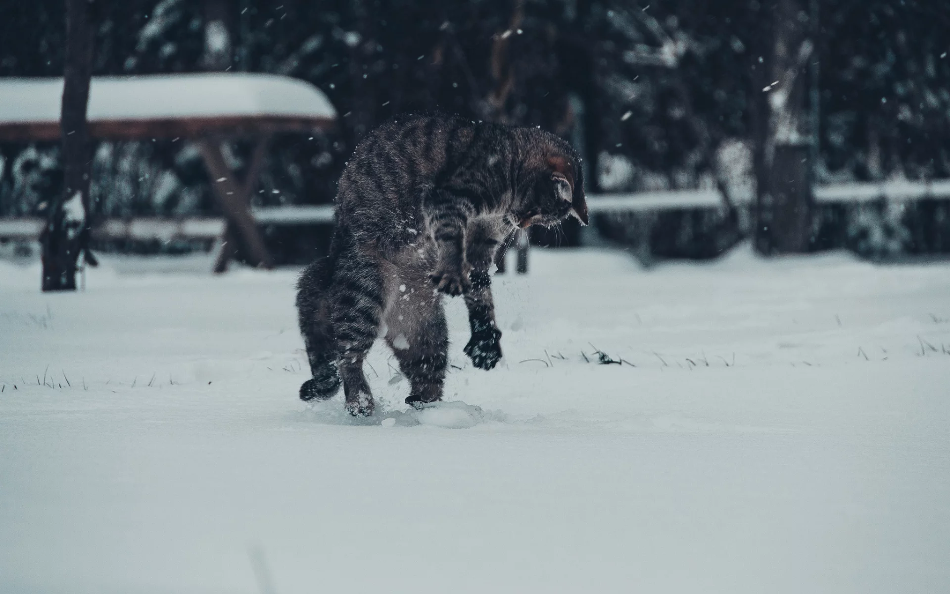 кот, игра