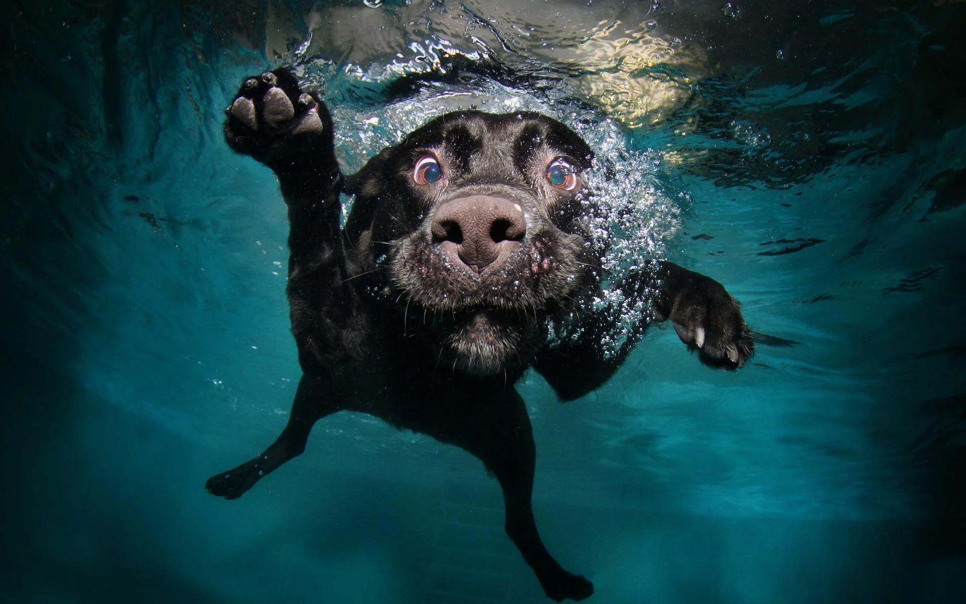 собака, вода