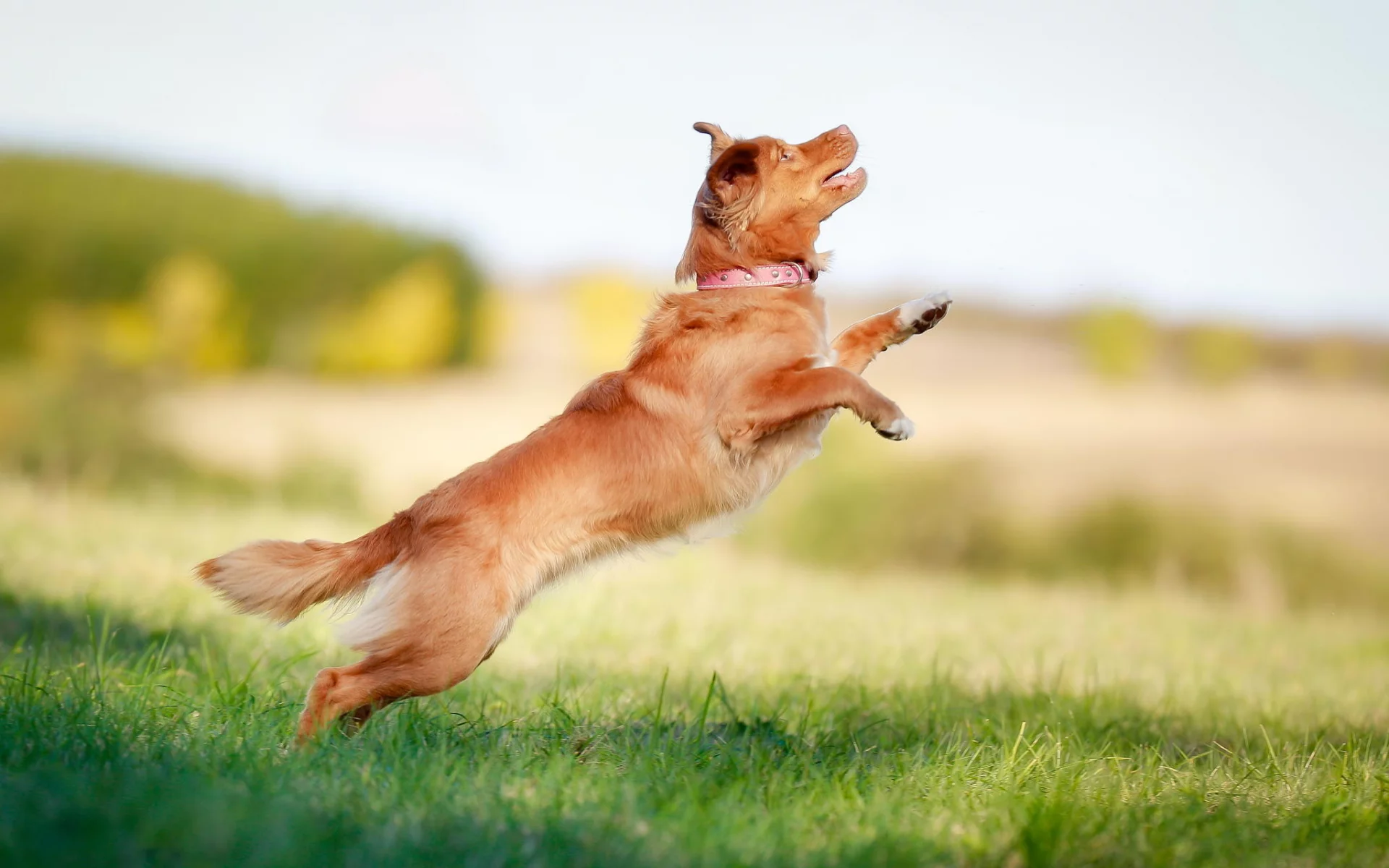 боке, retriever, прыжок