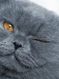 глаза, морда, кошка, шерсть, кот