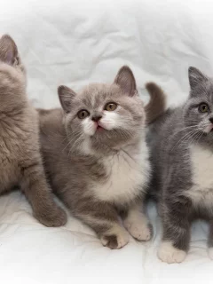 котята, малыши, трио, троица