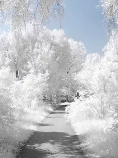 Тропинка, деревья, иней, зима
