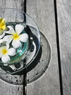 плюмерии, цветочки, плюмерия, цветы, франжипани