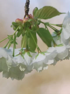 макро, цветы, сакура, нежность