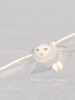 снег, полярная, сова, полёт