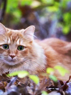 глаза, лежит, листья, трава, взгляд, кошка, рыжая
