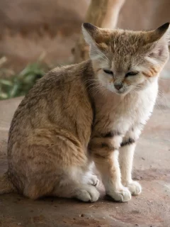 спит, дикая, кошка, камень, хищник