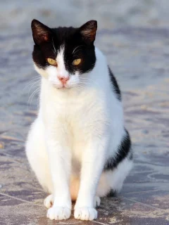 кот, бело-черная, сидит, кошка