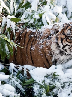 animals, кошки, тигры