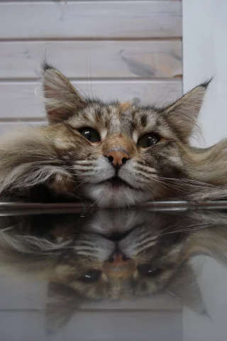 кот, ситуация, пушистик
