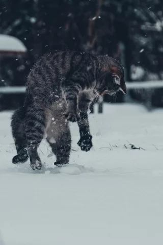 кот, игра