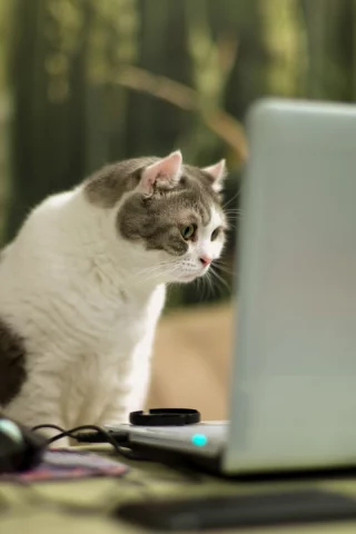 ноутбук, кошка, взгляд