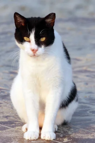 кот, бело-черная, сидит, кошка