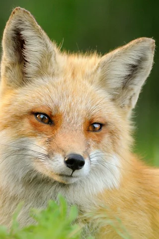 шерсть, животное, морда, трава, лиса, рыжая, лето, fox