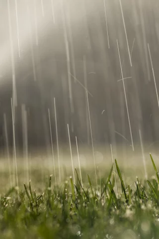 вода, газон, капли, роса, трава
