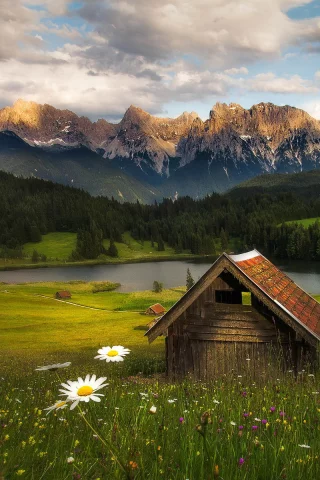 горы, цветы, лес, природа