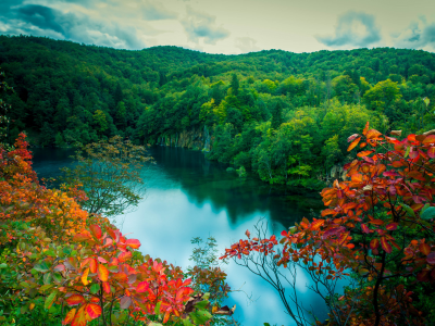 озеро, красные, ветви, листья, лес