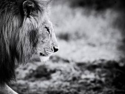 animals, лев, lion, животное, черно-белое