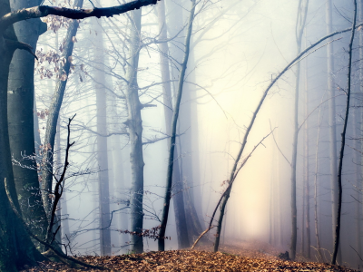 туман, лес