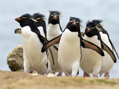 птицы, пингвины