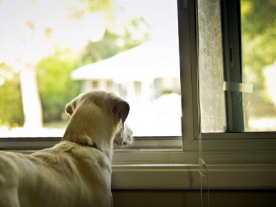 собака, окно, дом