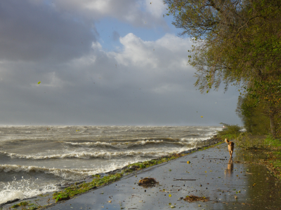 ветер, берег, шторм, волны, собака