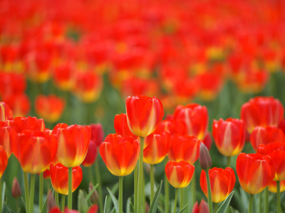 весна, поле, цветы, тюльпаны, красные