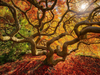 дерево, осень, листья, краски, природа