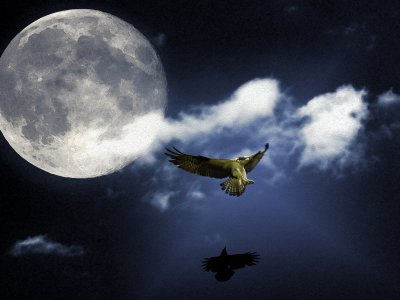 Луна, ночь, облака, птица.