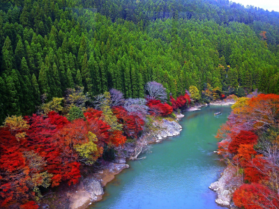 Парк, Арашияма, река, деревья, осень, Япония.